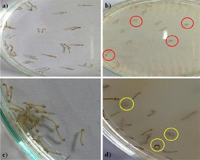 Larvicidal, Histopathological, Antibacterial Activity of Indigenous Fungus Penicillium sp. Against Aedes aegypti L and Culex quinquefasciatus (Say) (Diptera: Culicidae) and Its Acetylcholinesterase Inhibition and Toxicity Assessment of Zebrafish (Danio rerio)